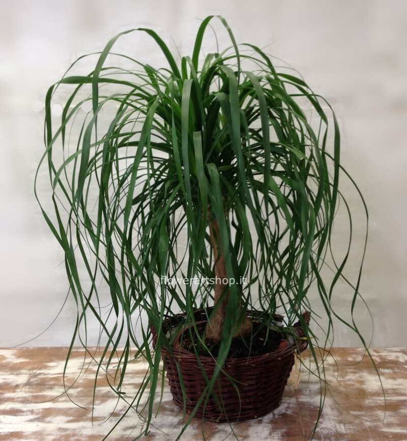 Pianta di beucarnea altezza 60 cm- diam vaso 24