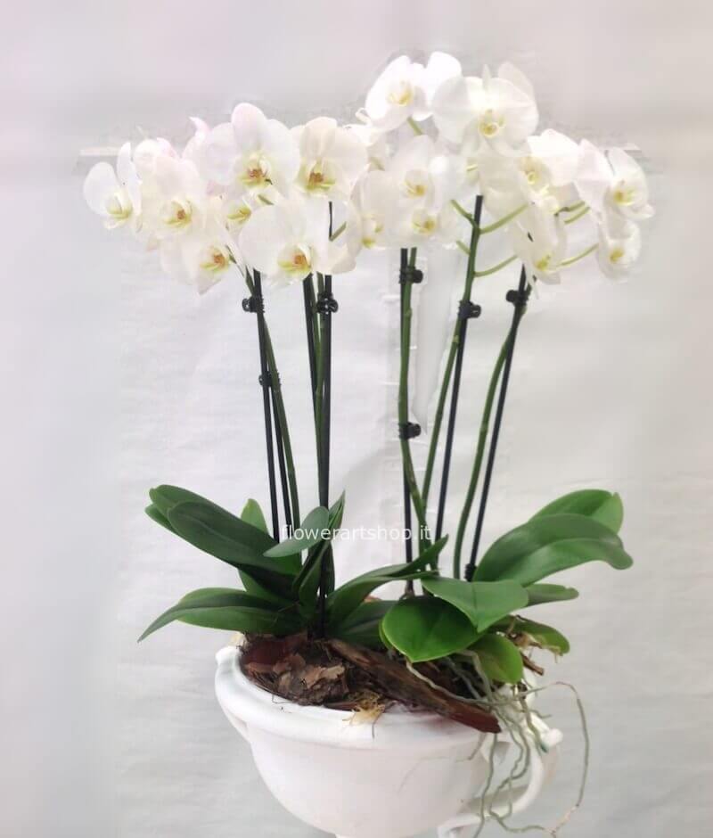 Pianta di phaleonopsis con uno stelo