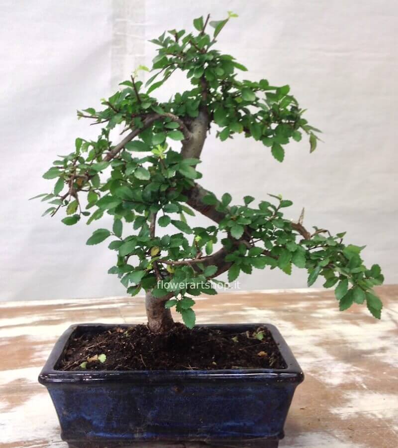 Pianta bonsai, varietà ficus