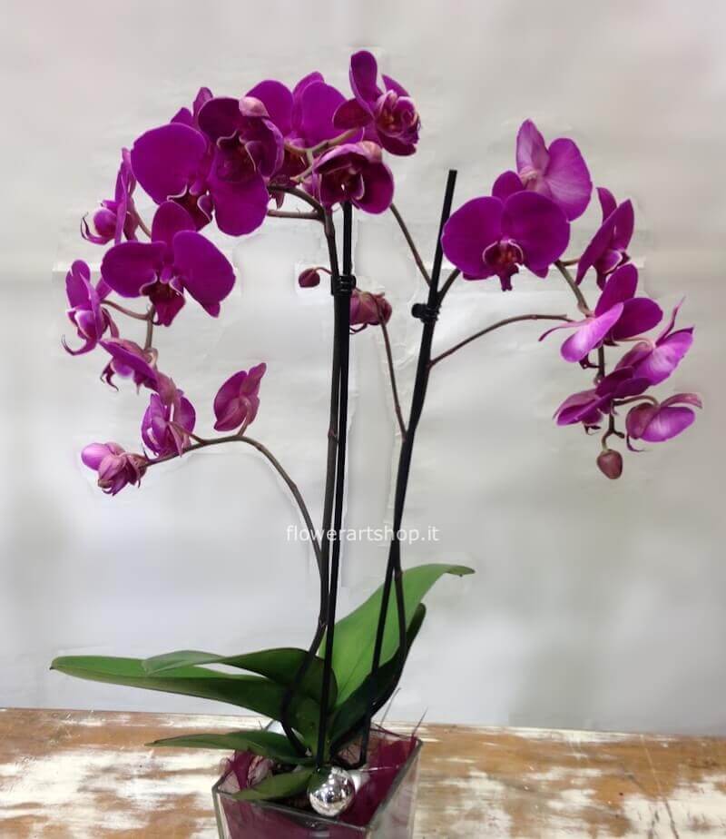 Pianta di phaleonopsis a 2 steli